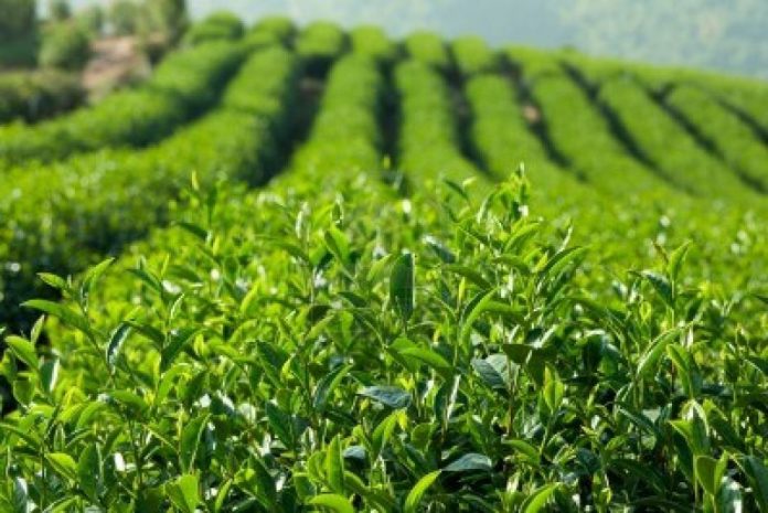Agric Funding: Comparing Nigeria under Obasanjo, Yar’Adua, Jonathan, Buhari Agric Funding: Comparing Nigeria under Obasanjo, Yar’Adua, Jonathan, Buhari