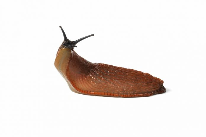 Arise, robotic slug slayers?