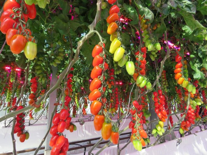 BRIEF: Welsh hydroponics startup Phytoponics raises fresh round of £500k