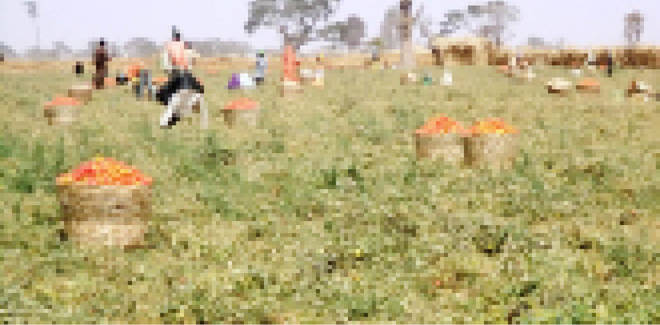COVID-19: How markets closure affects dry season farmers