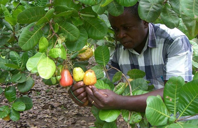 Cashew farmers