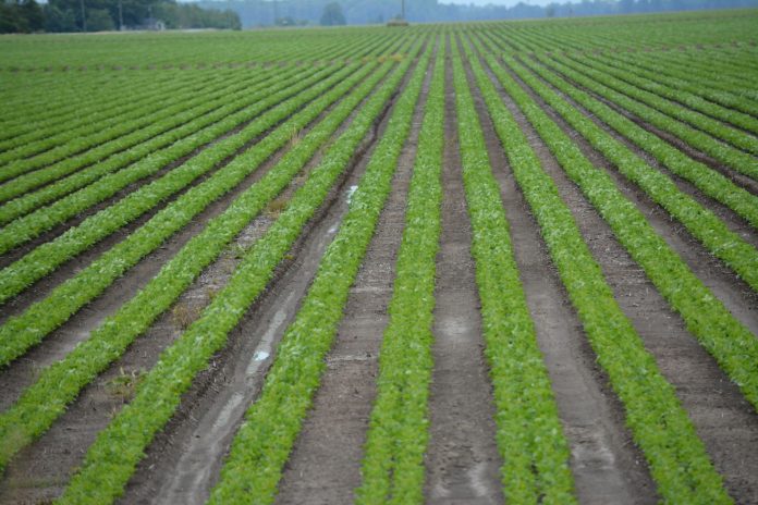 Farmers in Nigeria, Tanzania to benefit from AKILIMO Farmers in Nigeria, Tanzania to benefit from AKILIMO