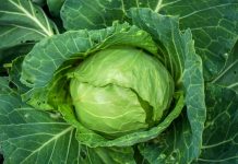 How To Grow Cabbage How To Grow Cabbage (Cabbage Farming)