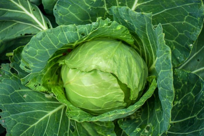 How To Grow Cabbage (Cabbage Farming)