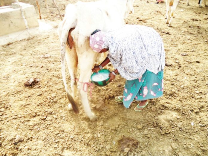 How to extend shelf life of raw milk A woman milk a cow in Funtua, Katsina State