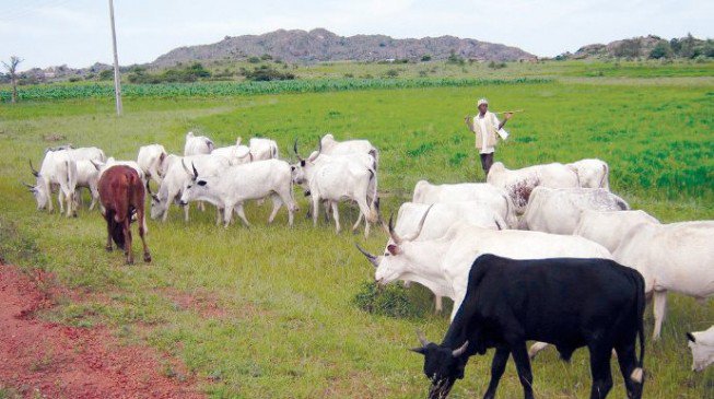 NEC approves national livestock plan to curb farmers/herder clashes