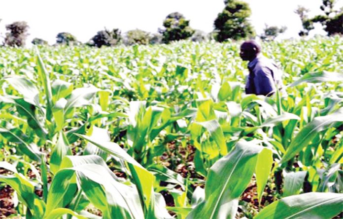 Maize Farmers Want Support Amidst COVID-19