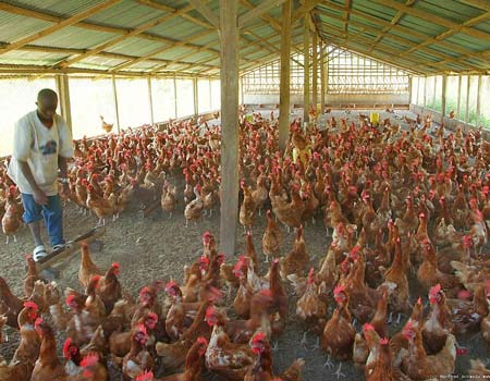 Poultry, NVMA wants