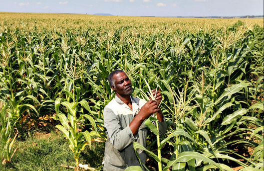 COVID-19: FG inaugurates task team for movement of agricultural products