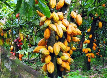 cocoa farming, agricultural, etung local government, landlord communities