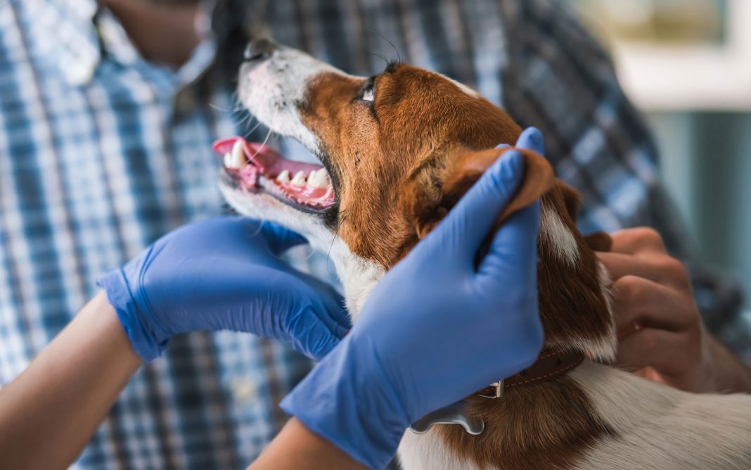 Vets allay fear of cross-transmission of COVID-19 from pets to human