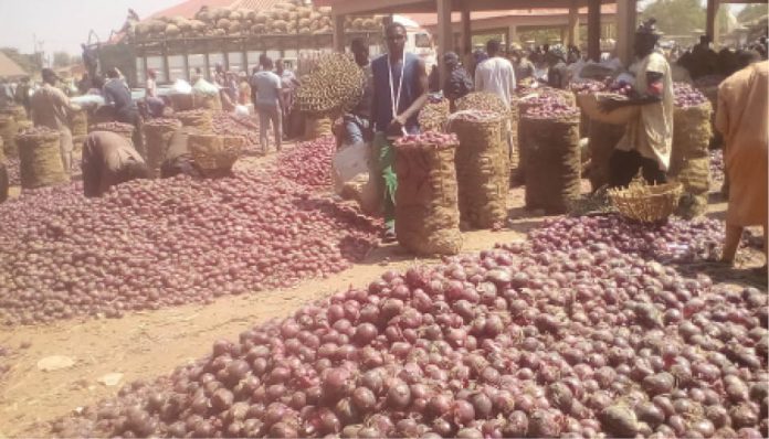 Onions on display at the market