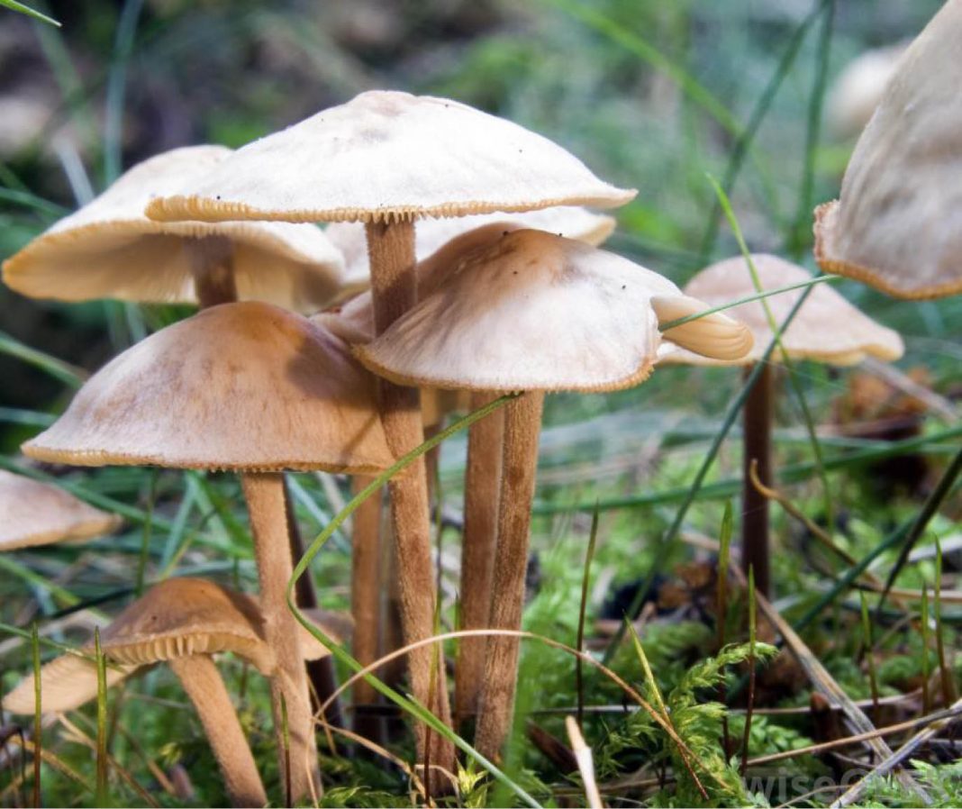 Why mushroom farmers should expect brighter days