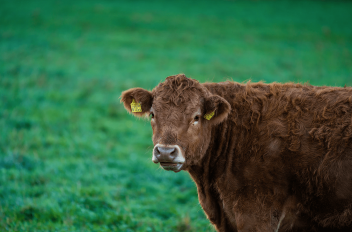Zoetis’ acquisition of Performance Livestock Analytics is major milestone for livestock tech space