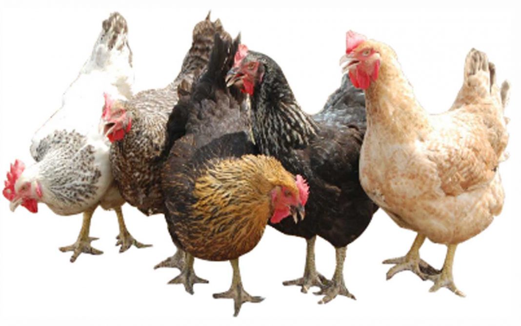 10,000 farmers to benefit from World Bank-assisted project in Lagos