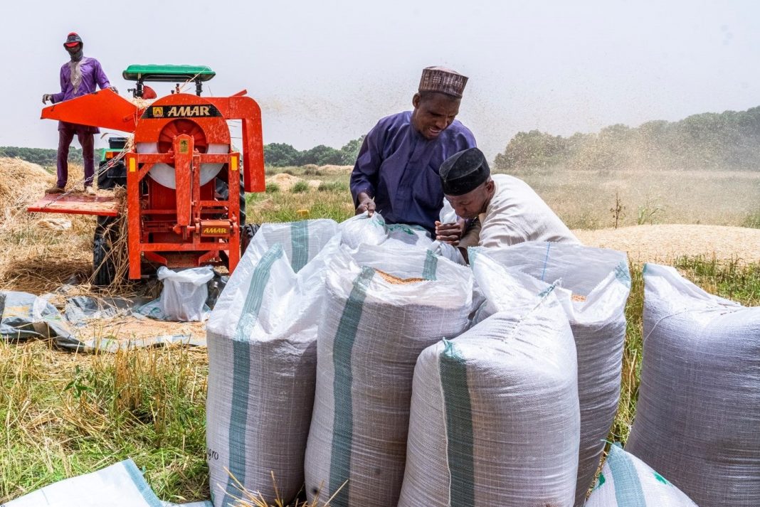 Achieving accelerated wheat production in Nigeria | The Guardian Nigeria News