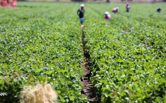 Agric Sector Gets Boost As Dutch-based Organization Trains Farmers Digitally Agric Sector Gets Boost As Dutch-based Organization Trains Farmers Digitally