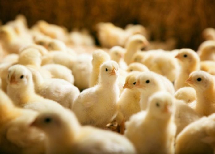 COVID-19: Hatchery Coy Laments Maltreatment By Security Agents