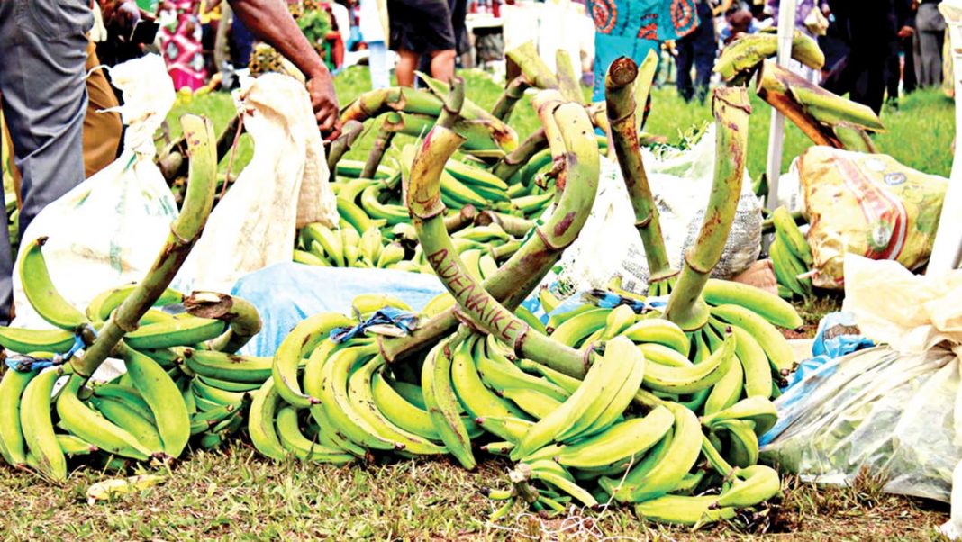 COVID-19: Rivers, Adamawa farmers recount losses