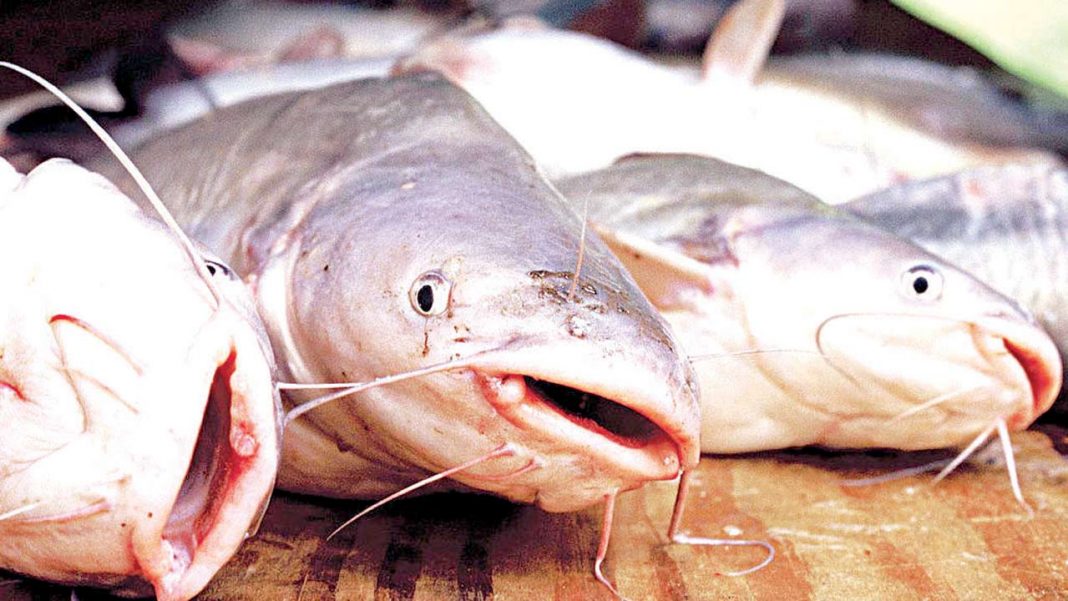 COVID-19: Stakeholders count losses in Aquaculture