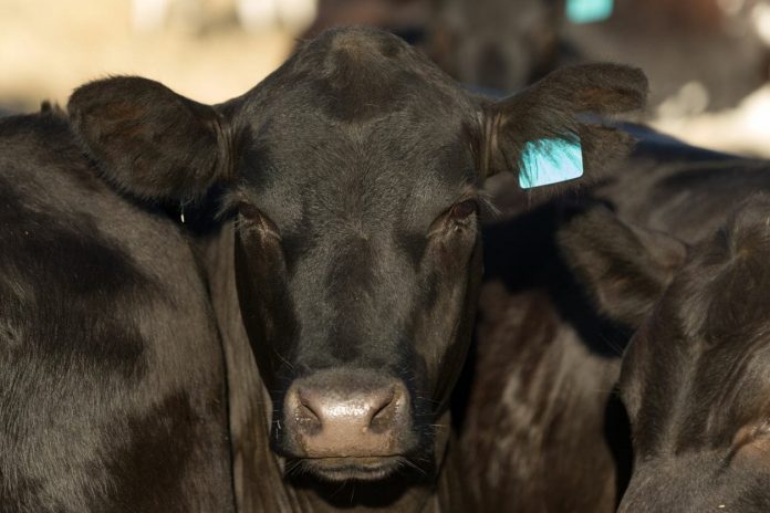 China’s meat import bans – let’s put them into context