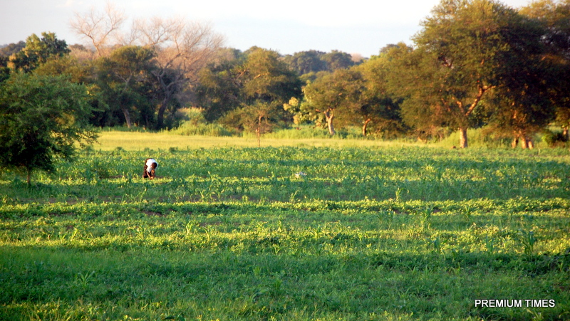 Coronavirus: West African farmers count losses, fear for worse – Report