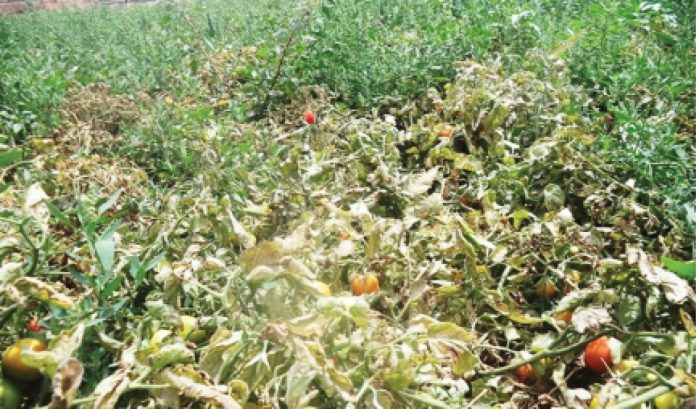 One of the farms touched by the disease in Jos