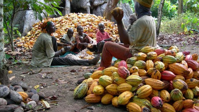 Diversification: Monarch drums support for cocoa, coffee, kolanuts farmers