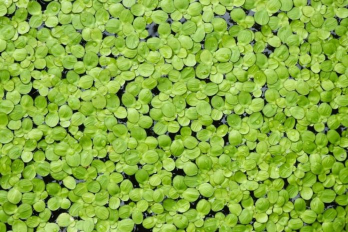 EXCLUSIVE: Lemna cultivator DryGro closes $4.7m Series A to sustainably replace soy in livestock feed