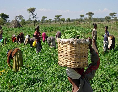 Farmers to access 81,000MT seeds during lockdown ― DG NASC farmers, seeds, NASC, COVID-19