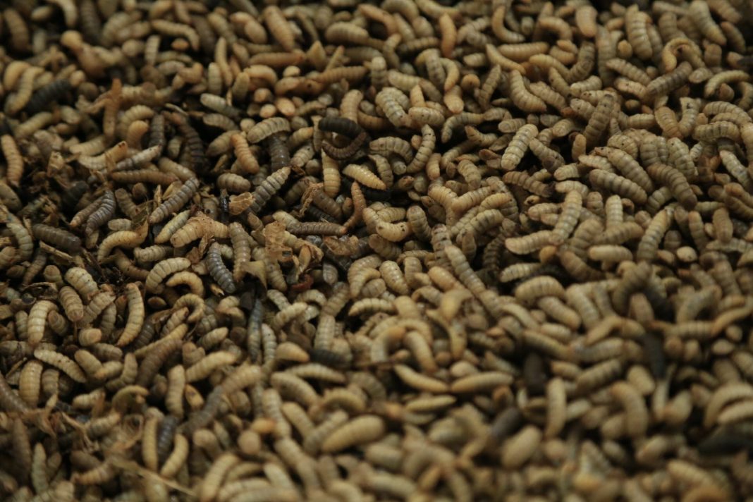 Fly, my pretties! NextProtein closes $11.2m Series A to scale up insect production in Tunisia