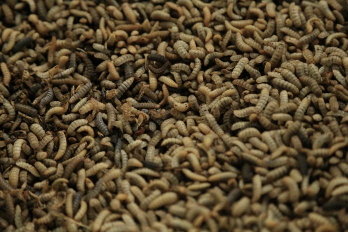 Fly, my pretties! NextProtein closes $11.2m Series A to scale up insect production in Tunisia
