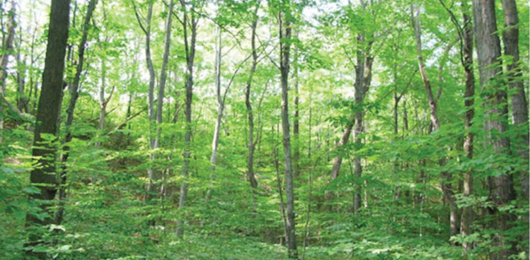 Nigerian forests fast depleting, FG warns