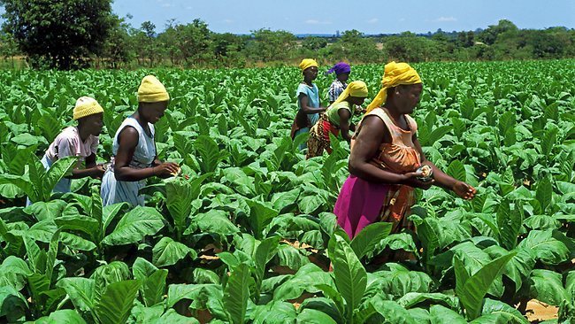 Post COVID-19: Nigerians Must Revert To Farming To Mitigate Famine– Farmer