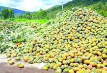 Quarantine agency resumes certification of food for export Quarantine agency resumes certification of food for expert