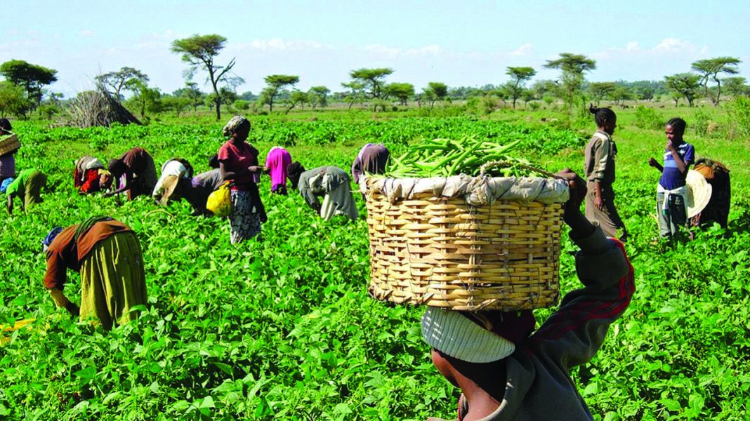 Stakeholders laud Edo Agric-Based COVID-19 StimulusFeatures — The Guardian Nigeria News – Nigeria and World News