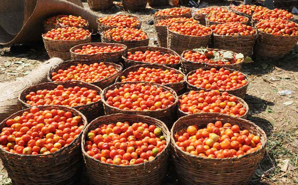 Tomato ‘Ebola’ resurfaces in Kano, ravages farms