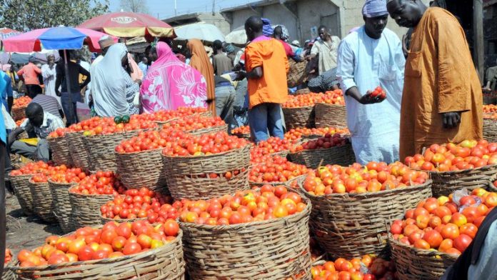 Traders report tomato shortage as pest reappears in Kano
