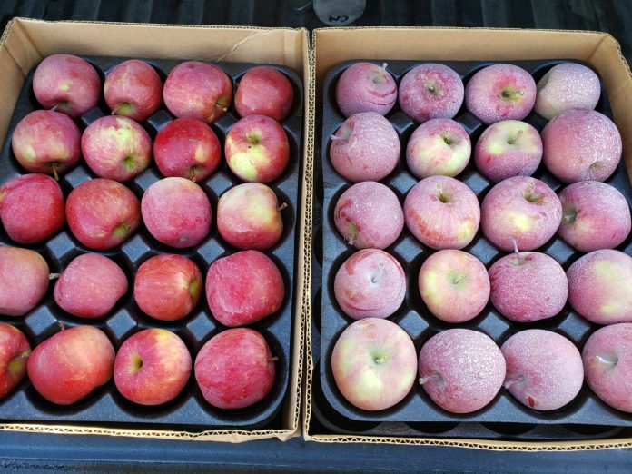 Viva, Las Vegas! Nevada’s Cultiva nets $2.94m funding to stop crops getting sunburn