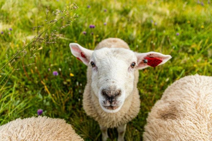 BREAKING: New regen ag-focused fund Soilworks makes its debut with PastureMap acquisition