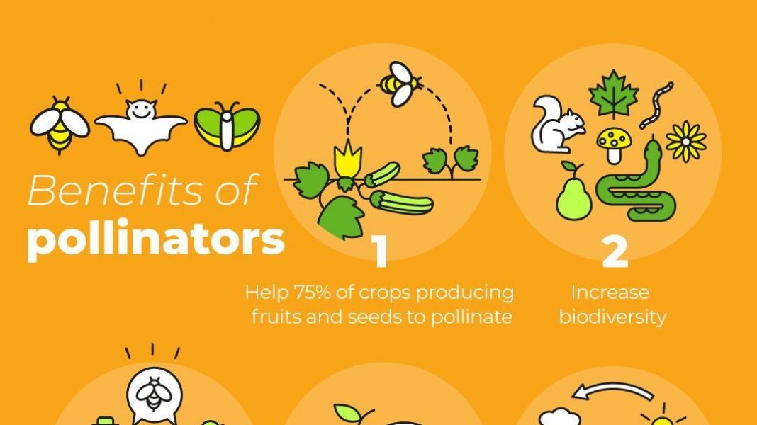 Bees, other plant pollinators vital to life — FAO