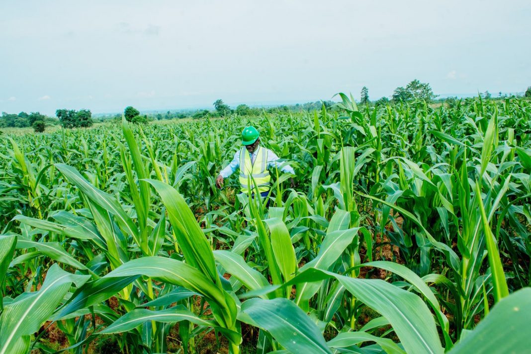COVID-19: We won’t allow farmers suffer in 2020 cropping season-FG