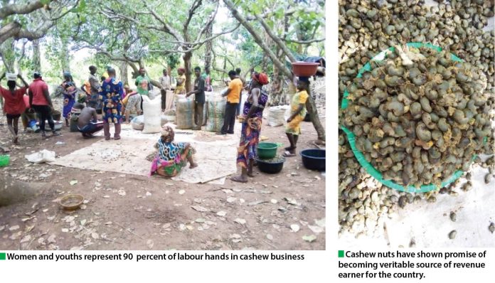 COVID-19, weather upset farmers’ projection on cashew