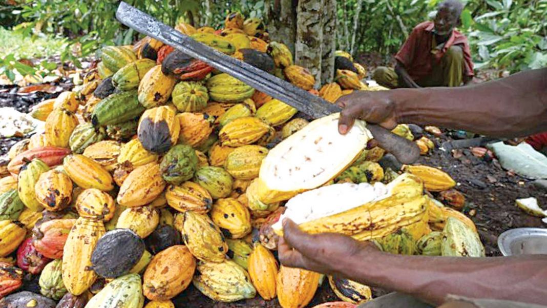Cocoa: Low harvest looms amid Coronavirus pandemic