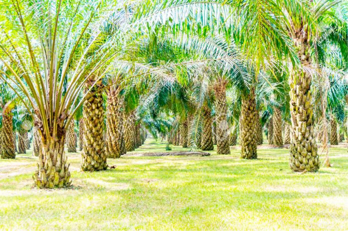 A palm plantation