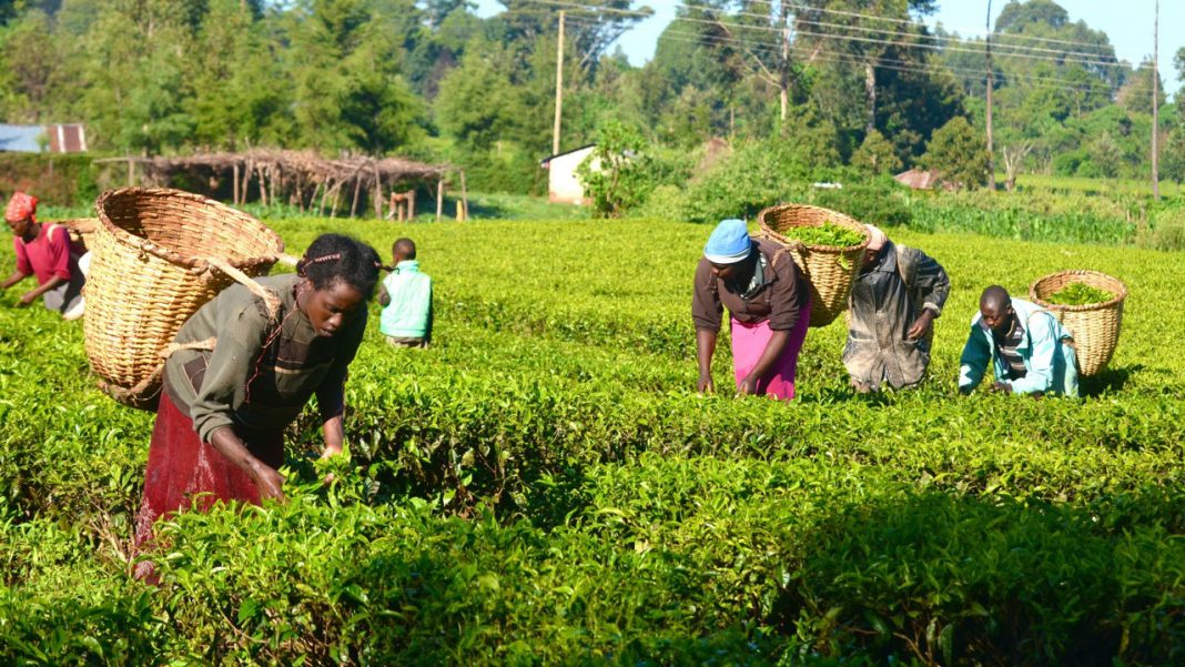 Extension service providers resume training of farmers
