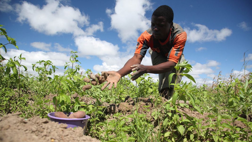 FG kick-starts 4-year post COVID-19 agricultural policy