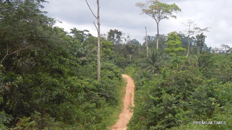 Four million hectares of forests lost globally in 2019 – Report