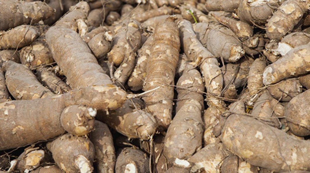 How BASICS transforms cassava seed sector