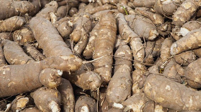 How BASICS transforms cassava seed sector